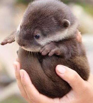 Otter