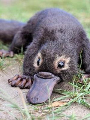 Platypus