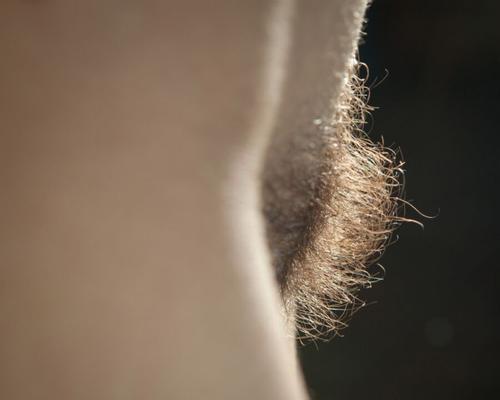 Hairy Bush